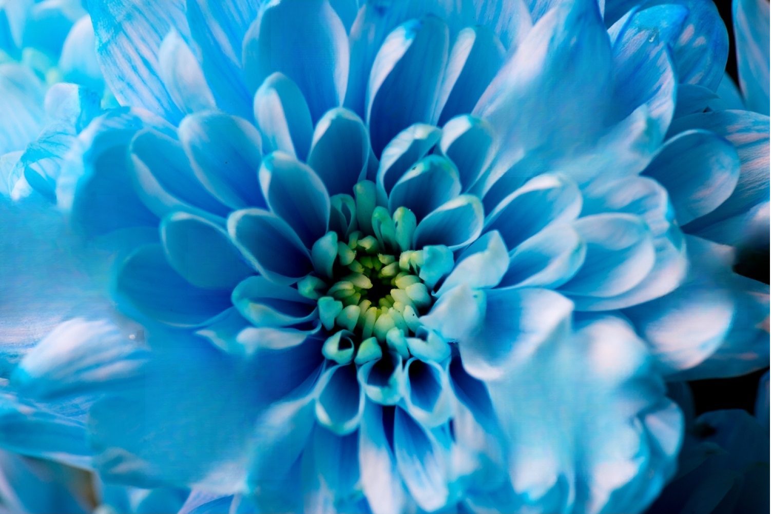 Home 7 stock-photo-blue-chrysanthemum-flowers-close-up-371878135-transformed