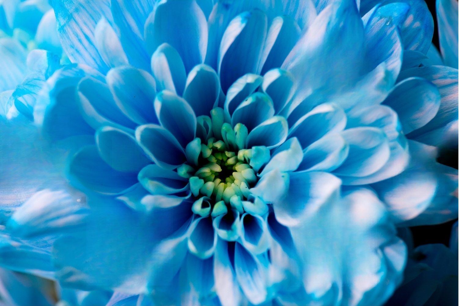 stock-photo-blue-chrysanthemum-flowers-close-up-371878135-transformed